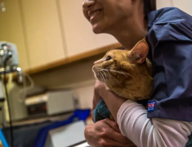 Staff member holding and caring for a cat